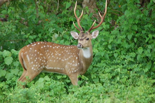 which species of deer may not be hunted in washington